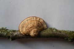 Daedalea quercina - Oak Mazegill, Greenlands Park, North Anston.