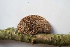 Daedalea quercina - Oak Mazegill, Greenlands Park, North Anston.