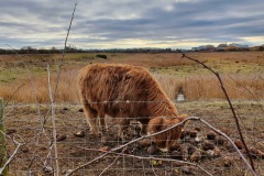 Highland cattle at North Cave.