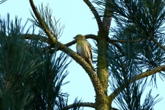 Siskin at North Cave