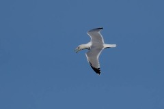 Common Gull - Larus canus canus, RSPB Old Moor.