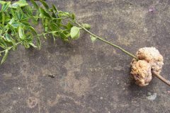 Crown Gall, Rhizobium radiobacter (formerly Agrobacterium tumefaciens) on stem of Euonymus fortunei, discovered in Tricia’s garden, 19.08.23. Photo by Tricia Haigh