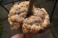 Crown Gall, Rhizobium radiobacter (formerly Agrobacterium tumefaciens) on stem of Euonymus fortunei, discovered in Tricia’s garden, 19.08.23. Photo by Tricia Haigh