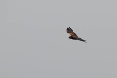 Marsh Harrier-Potteric Carr