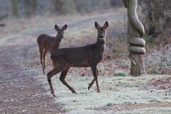 Roe Deer-Potteric Carr