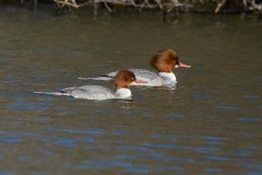 Goosander, Harthill reservoir.