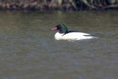 Goosander, Harthill reservoir.