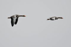 Greylag, Lound.