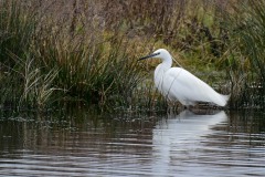 Little Egret. Lound.