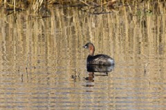 Dabchick, Lound.