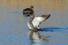 Gadwall, Lound.