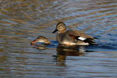 Gadwall, Lound.