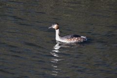 Great Crested Grebe. Lound.