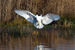 Little Egret, Lound.