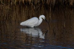 Little Egret, Lound.