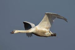 Mute Swan, Lound.