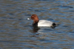 Pochard, Lound.