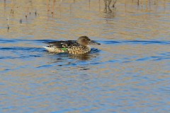 Shoveler, Lound.