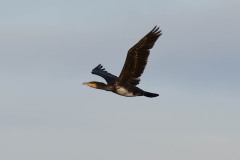 Cormorant, Lound.