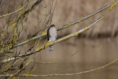 Sparrow Hawk, Lound.