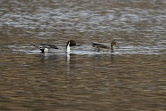 Pintail, Potteric Carr.