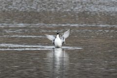 Pintail, Potteric Carr.