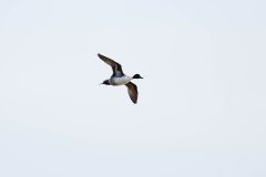 Pintail, Potteric Carr.