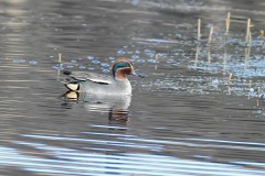 Teal, Potteric Carr.