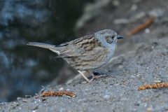 Dunnock, Thrybergh CP.