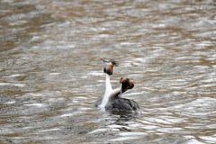 Great Crested Grebe, Thrybergh CP.