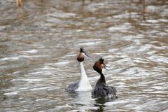 Great Crested Grebe, Thrybergh CP.