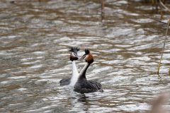 Great Crested Grebe, Thrybergh CP.