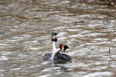 Great Crested Grebe, Thrybergh CP.