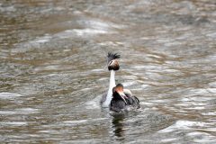 Great Crested Grebe, Thrybergh CP.