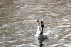 Great Crested Grebe, Thrybergh CP.