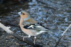 Chaffinch, Thrybergh CP.