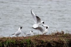 Black-headed Gulls, RSPB Old Moor.