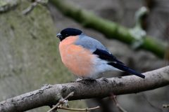 Bullfinch, RSPB Old Moor.