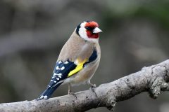 Goldfinch, RSPB Old Moor.