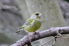 Grenndfinch, RSPB Old Moor.