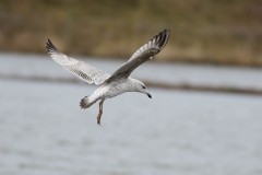 Herring Gull, RSPB Old Moor.