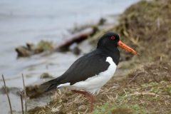 Oystercatcher, RSPB Old Moor.