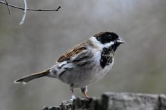 Reed Bunting, RSPB Old Moor.