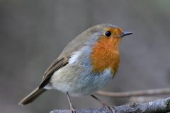 Robin, RSPB Old Moor.