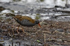 Water Rail, Thrybergh Country Park