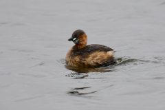 Dabchick (Little Grebe), RSPB Old Moor.