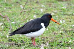 Oystercatcher, RSPB Old Moor.