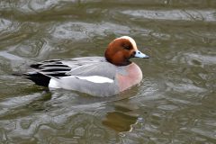 Wigeon, RSPB Old Moor.