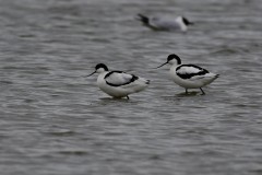 Avocet, Adwick Washlands.