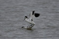 Avocet-8-Edit-scaled